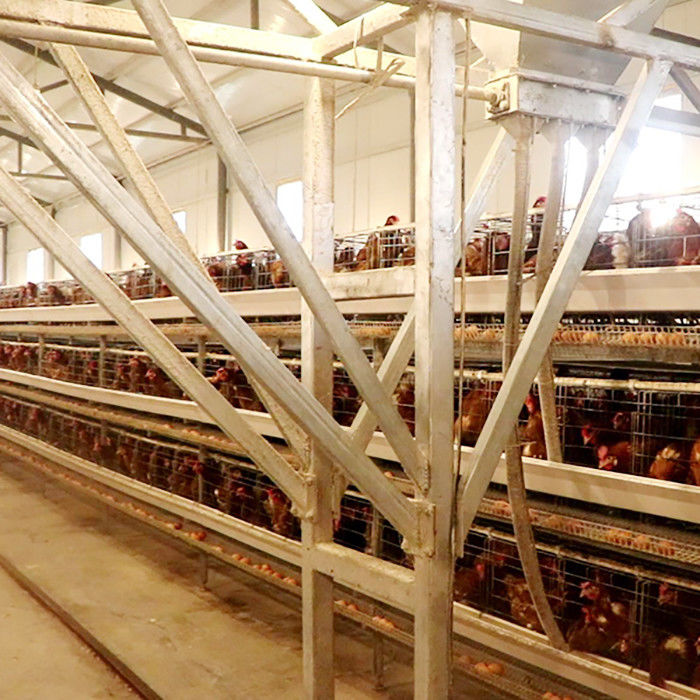 Lồng gà loại A mạnh mẽ cho trứng trang trại quy mô lớn Bán dễ dàng để làm sạch