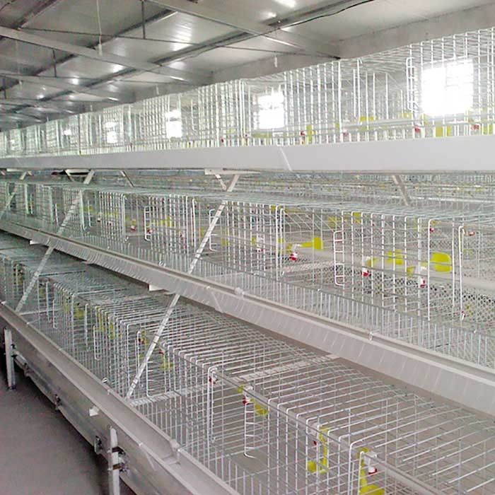 Gà trắng nuôi gà trắng chịu nhiệt độ cao với hệ thống cho ăn / EC