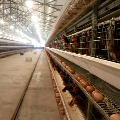 3 Bậc 96 Chim / Bộ Lồng Gà đẻ Với Hệ thống Cho ăn và Thu thập Trứng