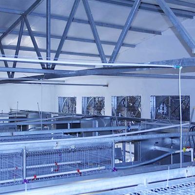 Thiết bị chăn nuôi gia cầm ắc quy, chuồng gà con H loại 192 bền