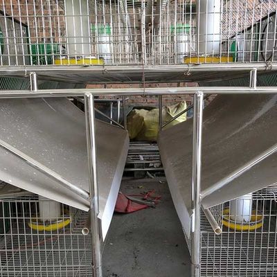 Chuồng trại chuồng thỏ Tự động Uống / Dọn dẹp 25 năm sử dụng