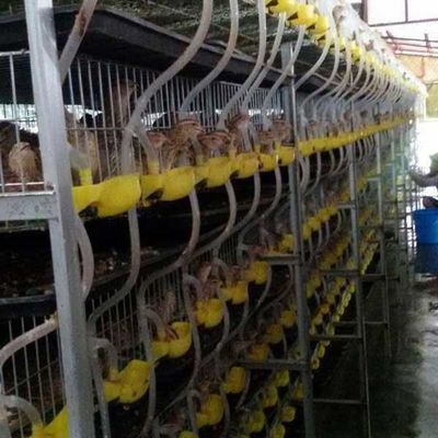 Lồng chim cút tự động, chuồng nuôi chim cút Lớp nuôi không có độc