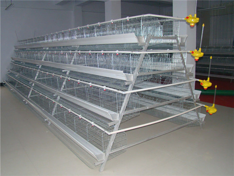 96-160 Chim Loại A Lồng Gia cầm Hoàn toàn Tự động Hiệu quả Nuôi cao
