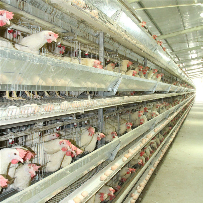 Trang trại H Loại 4 cửa Lồng gà Q235 Dây thép hàn