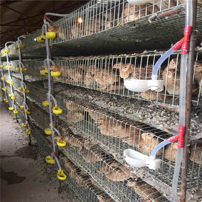 Lồng pin 6 cửa 2 cửa cho chim cút bằng thép mạ kẽm nóng