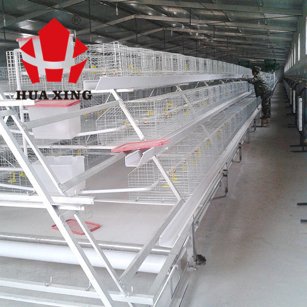 Một loại nuôi gà thịt loại 3 trong chuồng, thiết bị trang trại gà thịt màu bạc