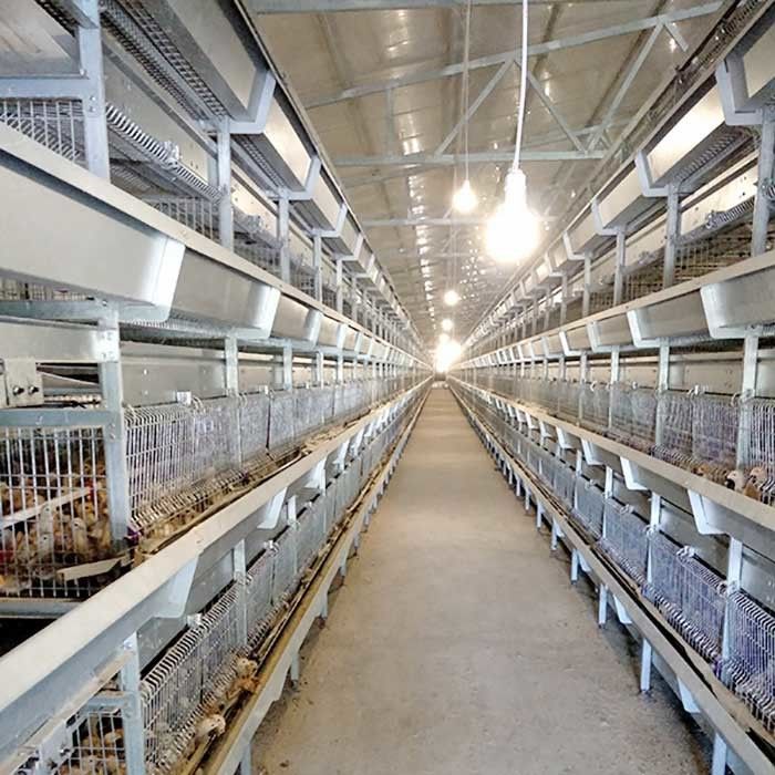 Lồng tự động cho gà con, 264 chuồng nuôi gia cầm