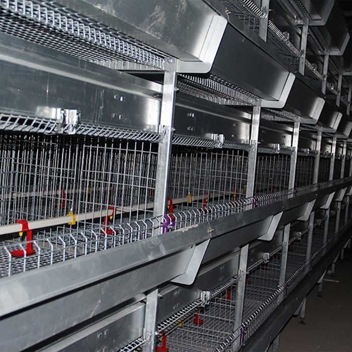 Trang trại lớn Em bé mạnh mẽ Chick Lồng Bạc Màu trắng Bảo hành 1,5 năm