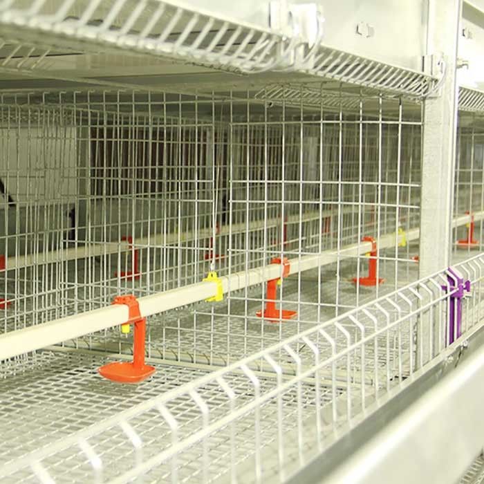 H Loại tỷ lệ tử vong thấp Chick chuồng 4 tầng cho trang trại quy mô lớn Diện tích 300CM²