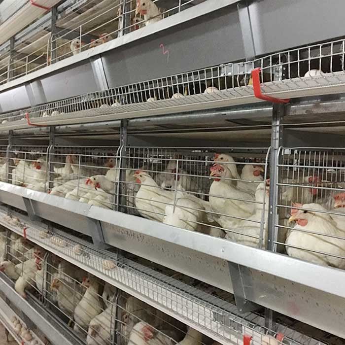 Trang trại nuôi gà lớp nuôi gà hiệu quả cao Tiết kiệm lao động với ánh sáng