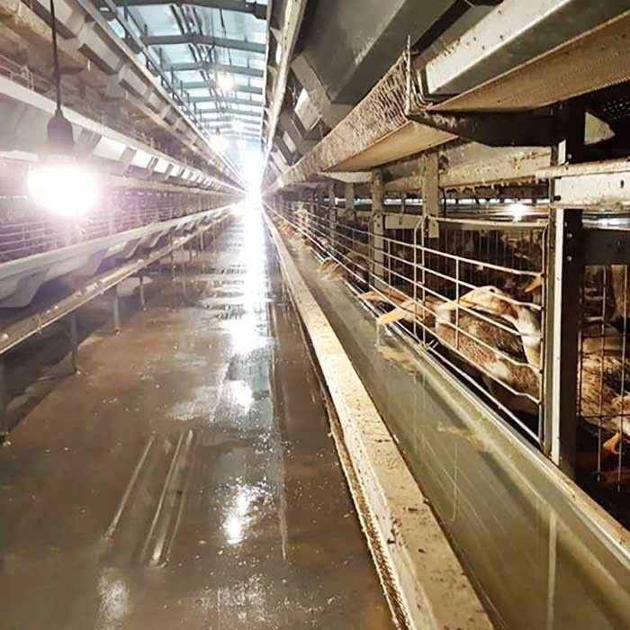 Nhà máy sản xuất lồng vịt tự động bền Lồng vịt thương mại cho trứng