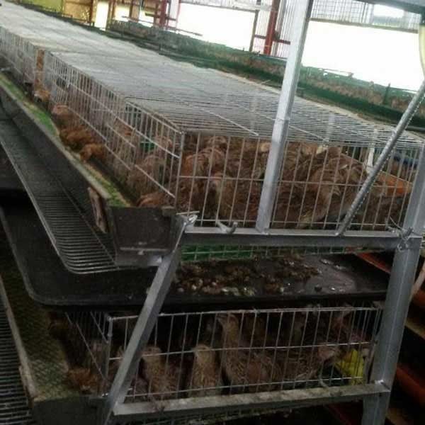 Ít chân xoắn / chấn thương chim cút lồng an toàn cho các ngành chăn nuôi chính