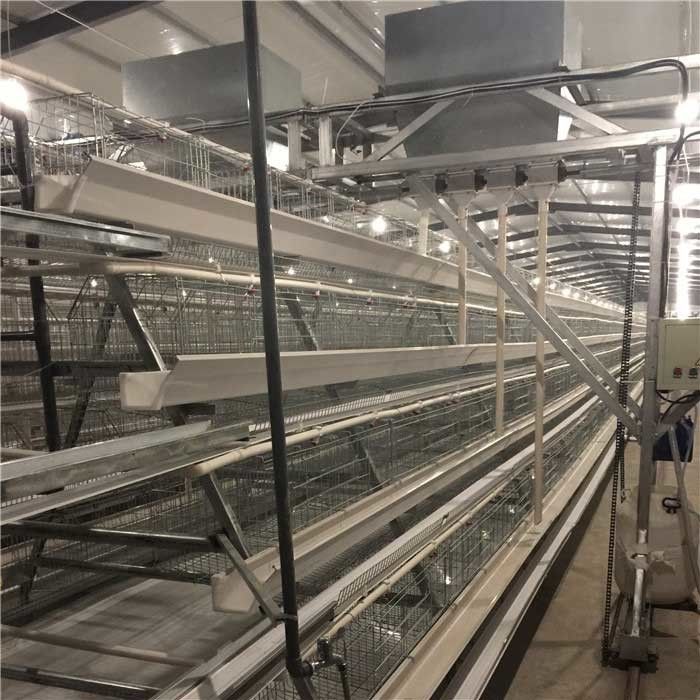 Trang trại quy mô lớn Gia cầm tự động Hệ thống trung chuyển tốc độ nhanh