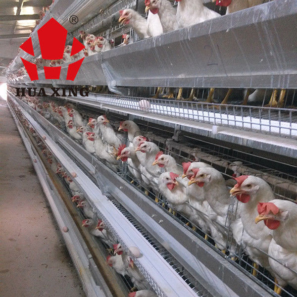 Nhà sản xuất lồng 90-160 Chim Mạ kẽm nóng Thiết bị nuôi Hen Lồng gà Lớp