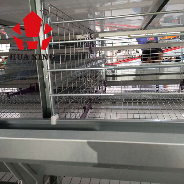Gà thịt 96 con Lồng 3 tầng với hệ thống cho ăn tự động