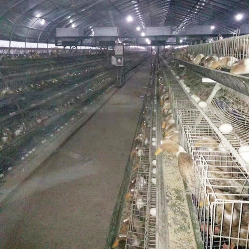 Thiết bị chăn nuôi gia cầm / Lồng đẻ trứng / Lồng vịt thép cho các trang trại ở Malaysia