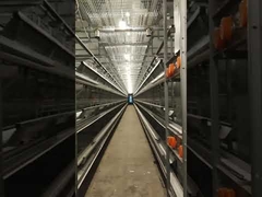 Poultry Farming 3 Tier Layer Chicken Cage Eletro Galvanized