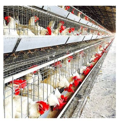 4 Bậc 128 Chim / Bộ Lồng Lớp Khung để Đẻ Trứng